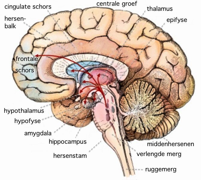 Brein en amygdala